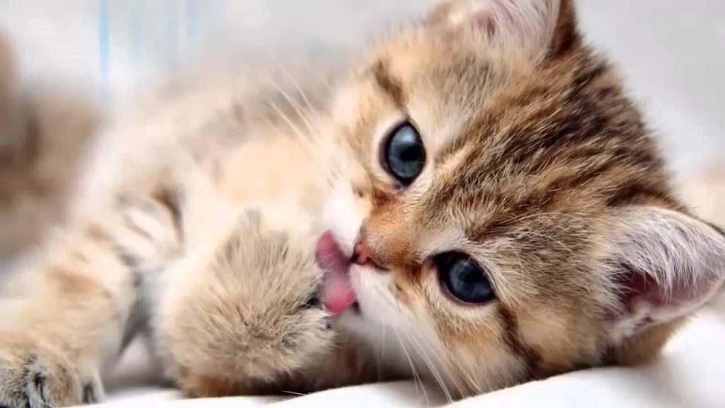 Accueillir un chaton mes conseils pour rendre votre chaton heureux