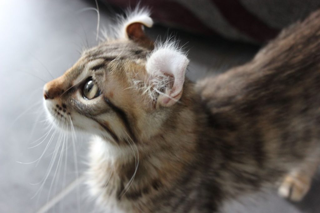 steriliser un chat coute combien