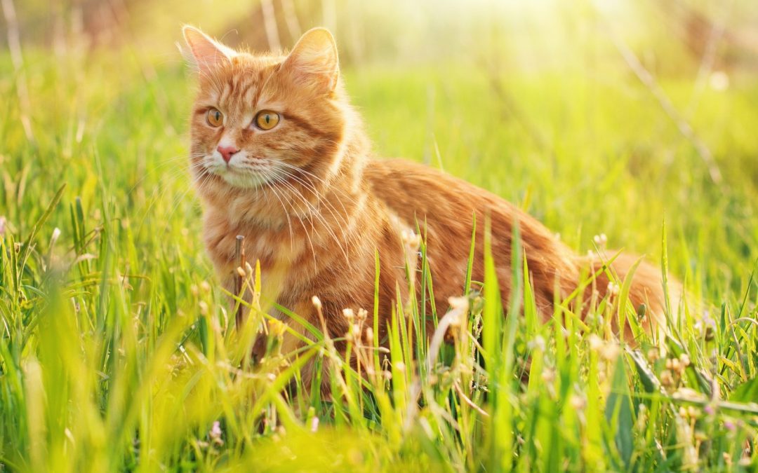 Tommy, un chat sauve son maître en appuyant sur la touche d&rsquo; urgence du téléphone!