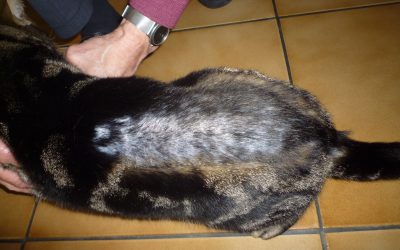 Pelade du chat ou perte de poils, que faut il faire?