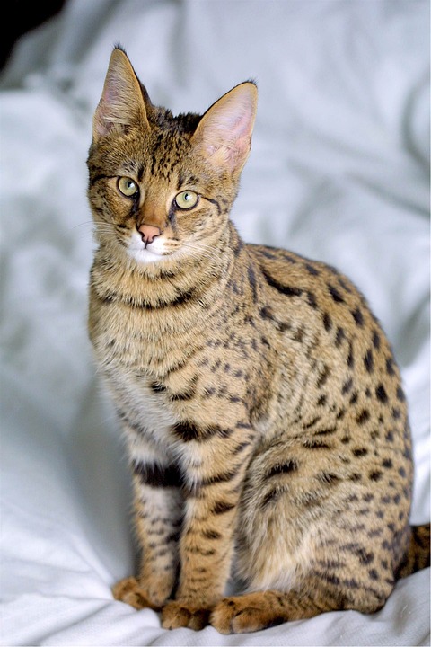 Chat Savannah adulte assis sur un drap blanc, pelage fauve tacheté de noir, grandes oreilles dressées et menton blanc