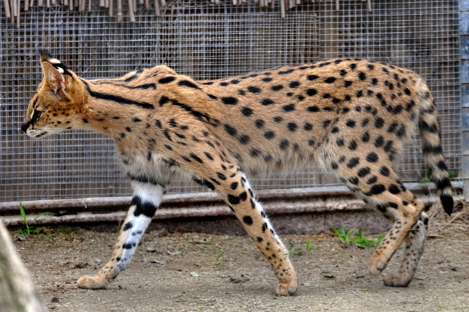 Le Chat Savannah Une Nouvelle Race De Chat Impressionnante Chat Fait Du Bien