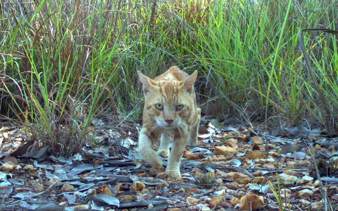 Voici l’histoire vraie et incroyable du chat karim !