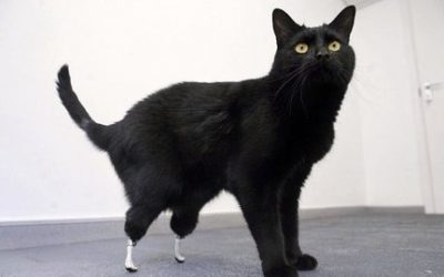 Oscar, le chat bionique!