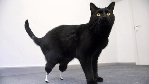 Oscar, le chat bionique!