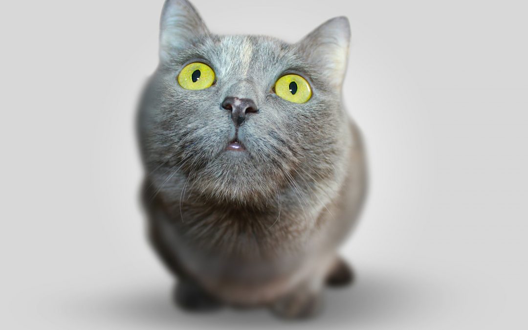 Rééduquer son chat en douceur