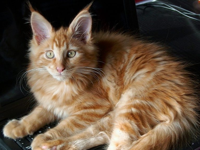 Voici Quelques Records Battus Par Des Chats Dans Le Livre Guinness Word