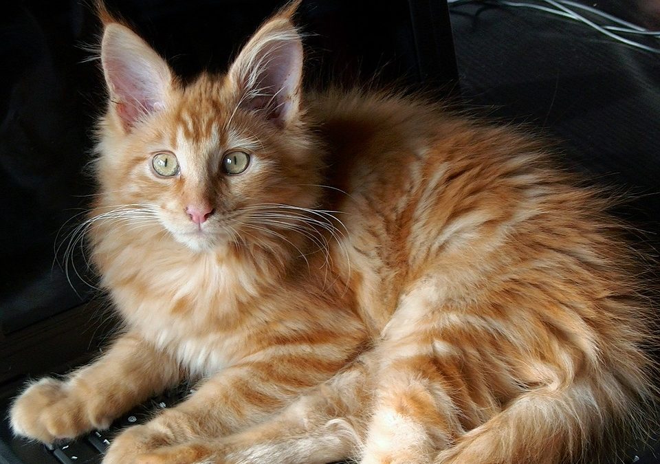 Voici quelques records battus par des chats dans le livre Guinness Word