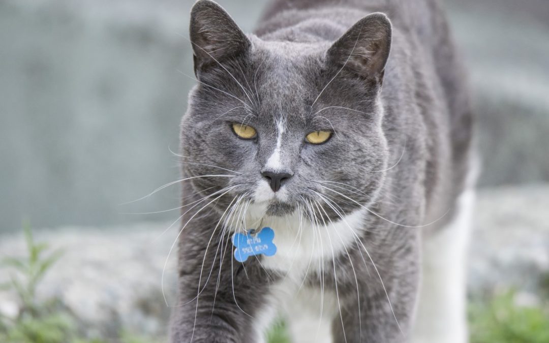 Comment bien prendre soin de son chat ?