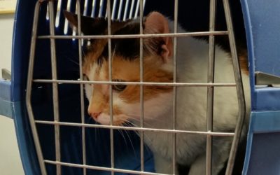 Transport pour chat : comment entretenir la cage, la caisse et le sac ?