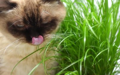 L’herbe à chat est-elle bonne pour votre chat ?