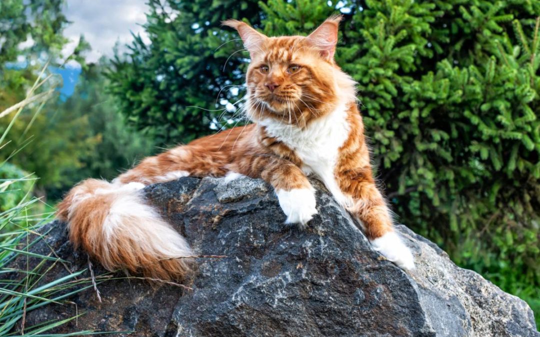 Les essentiels à savoir pour prendre soin d&rsquo;un Maine coon