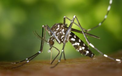 Les moustiques sont-ils dangereux pour les chats ?
