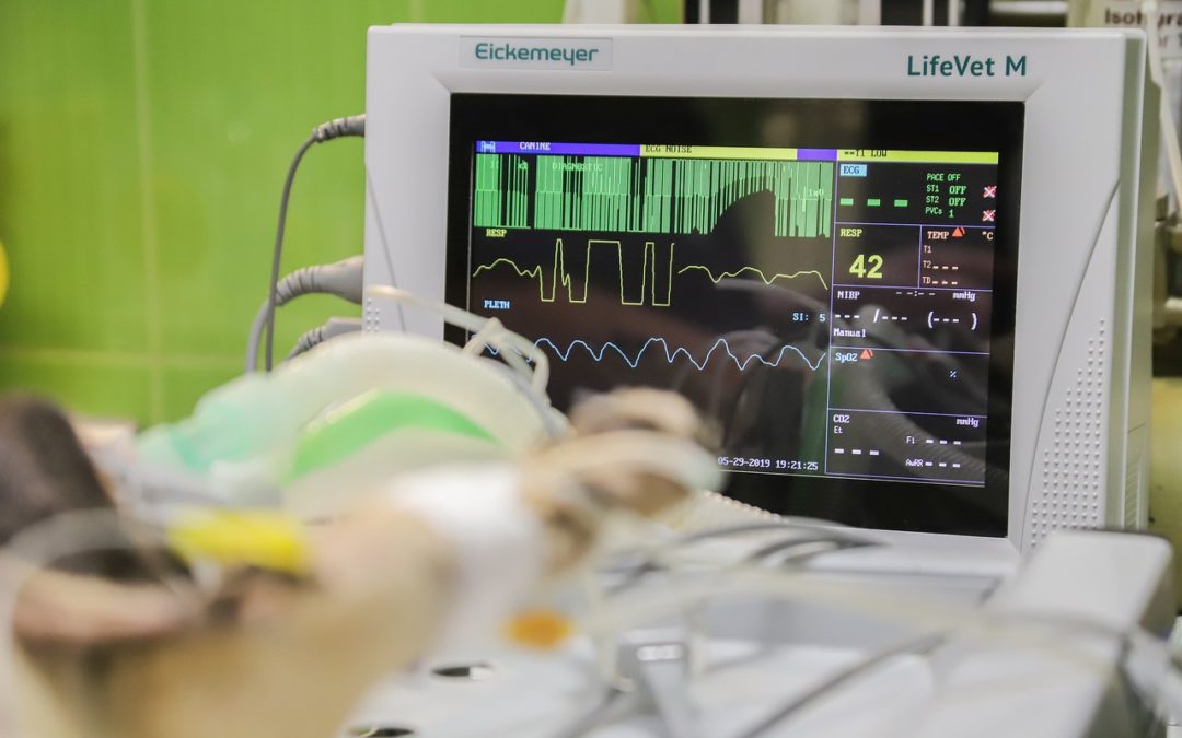 Agencement et aménagement de clinique vétérinaire