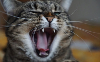 Chat stressé : comment diminuer l’anxiété d’un chat