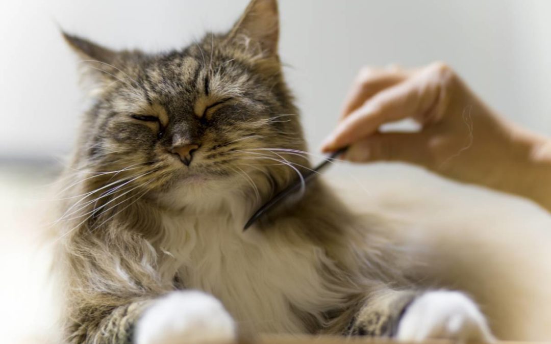 L&rsquo;hygiène bien-être de votre chat : quels soins ne pas négliger ?
