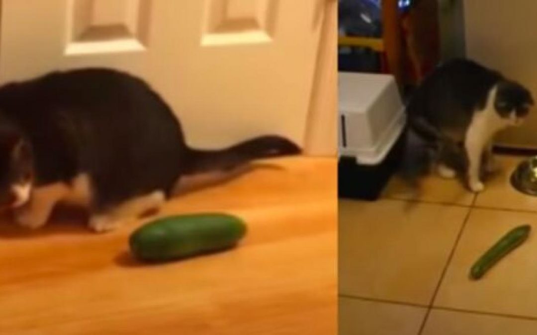 Pourquoi les chats ont peur des concombres ?