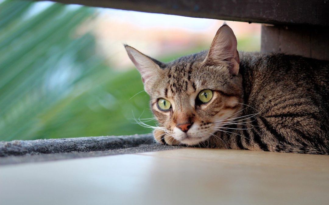 Mon chat tousse, que faire pour le soulager ?