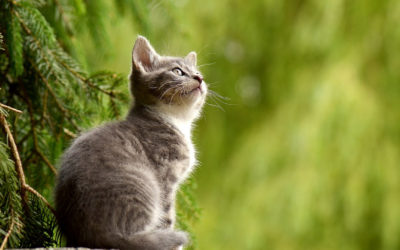 L’arbre à chat amuse et entretien la forme de votre félin