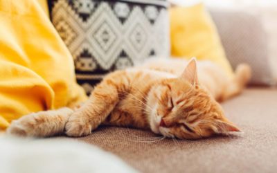 Allergies aux poils d’animaux : 4 solutions naturelles