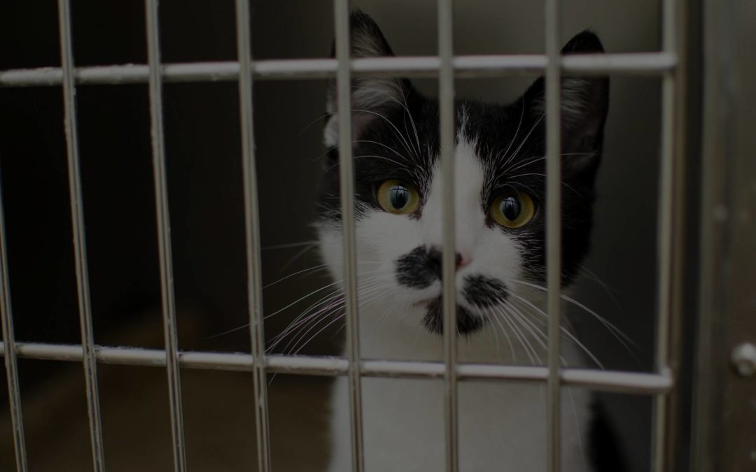 Adopter un deuxième chat : nos conseils