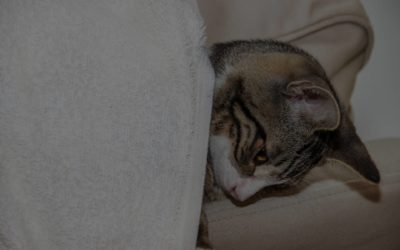 Comment savoir si un chat a de la fièvre ?