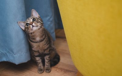 Pourquoi mon chat me suit partout ? : les explications