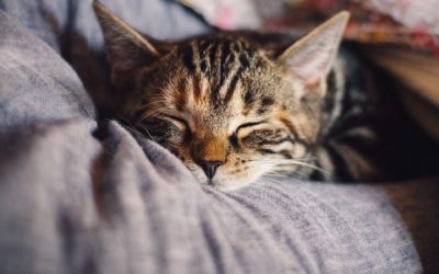 Quelles sont les significations des positions d’un chat qui dort ?