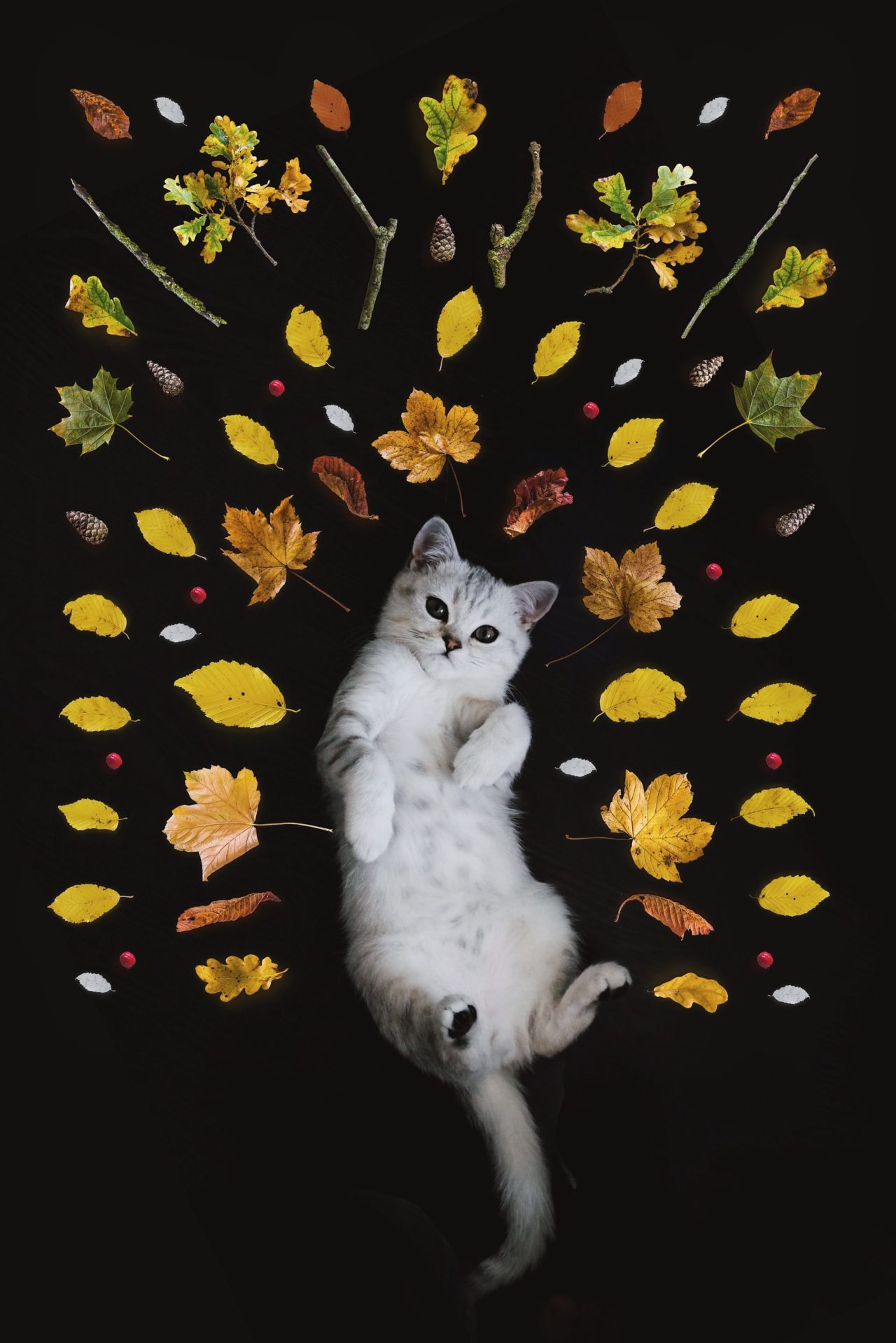 Chat : combien de temps peut-il rester sans faire ses besoins
