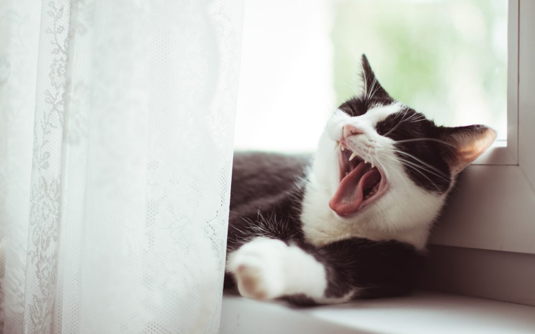 Comment occuper efficacement un chat qui s’ennuie ?