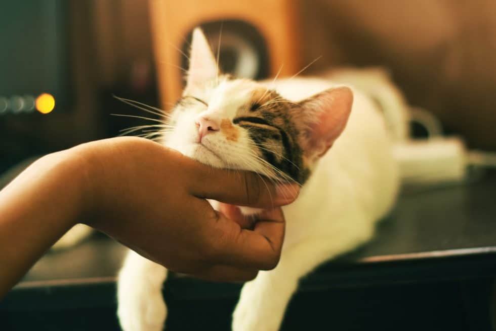 Pourquoi mon chaton me lèche ? : les réponses à vos questions