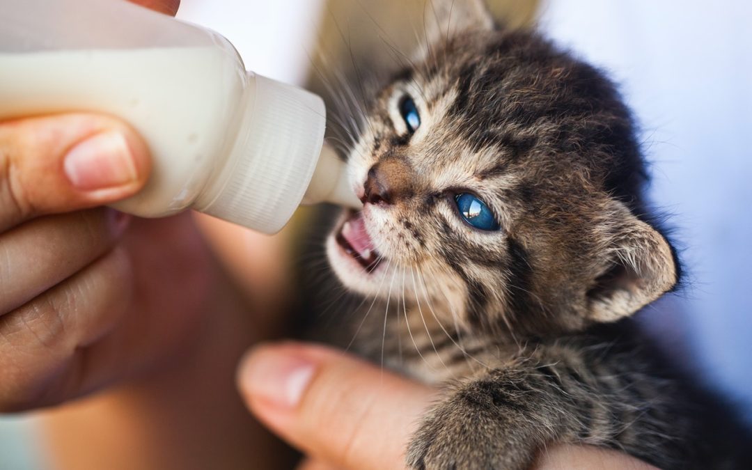 Quelle quantité de pâtée donner à son chaton ?