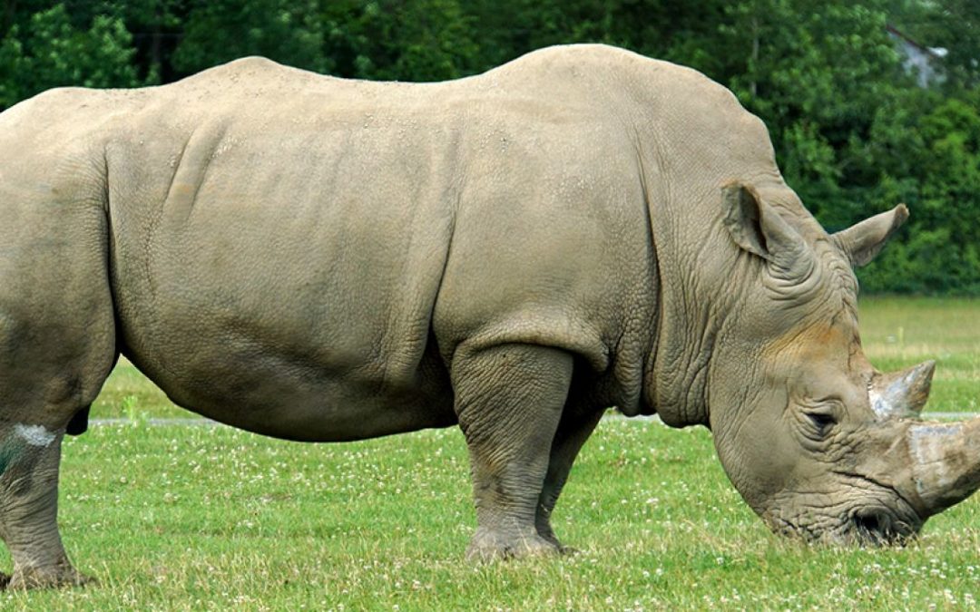 Pourquoi le rhinocéros est-il en danger ?