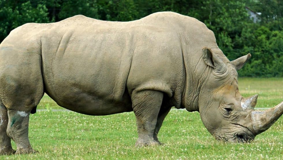 Pourquoi le rhinocéros estil en danger