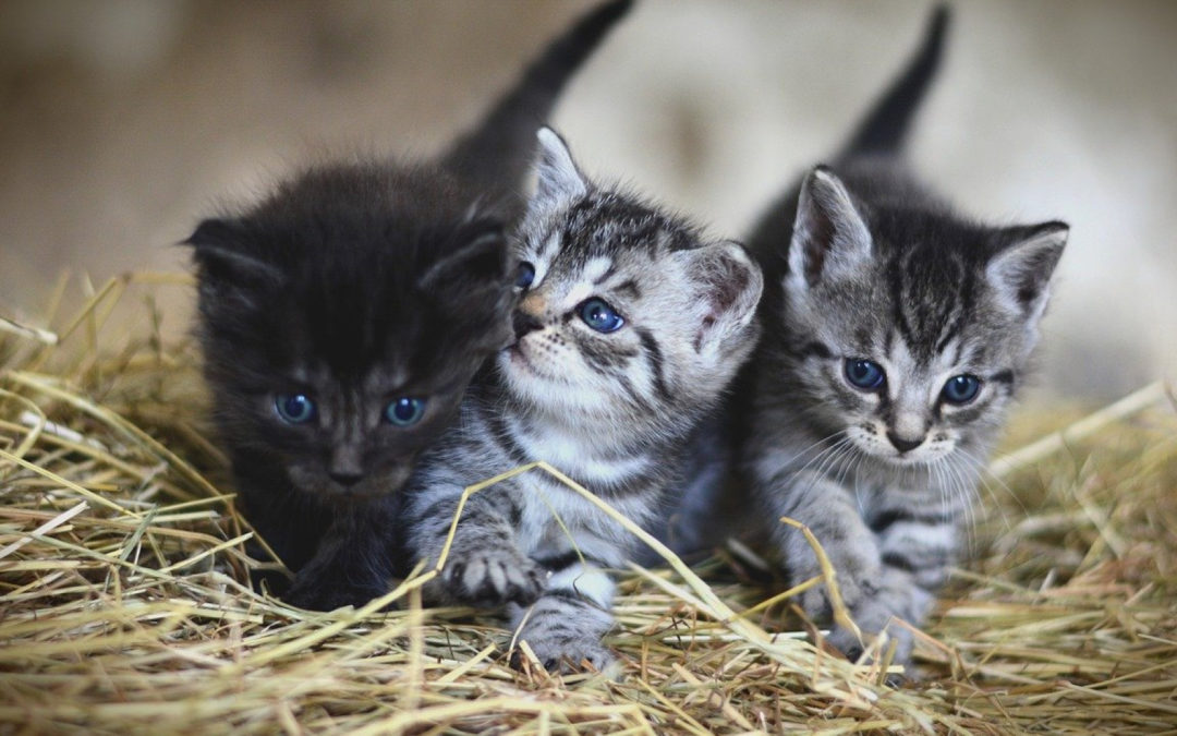 Quels sont les meilleurs aliments pour la croissance d’un chaton ?