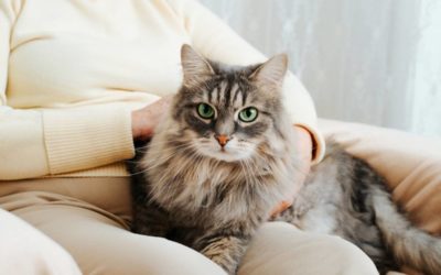 Comment rendre le pelage de votre chat plus brillant que jamais ?