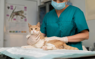 Quand faut-il contacter les urgences vétérinaires pour son chat ?