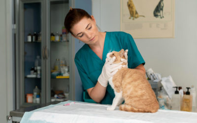 Prendre soin de votre chat : Pourquoi et quand le vétérinaire est-il nécessaire ?
