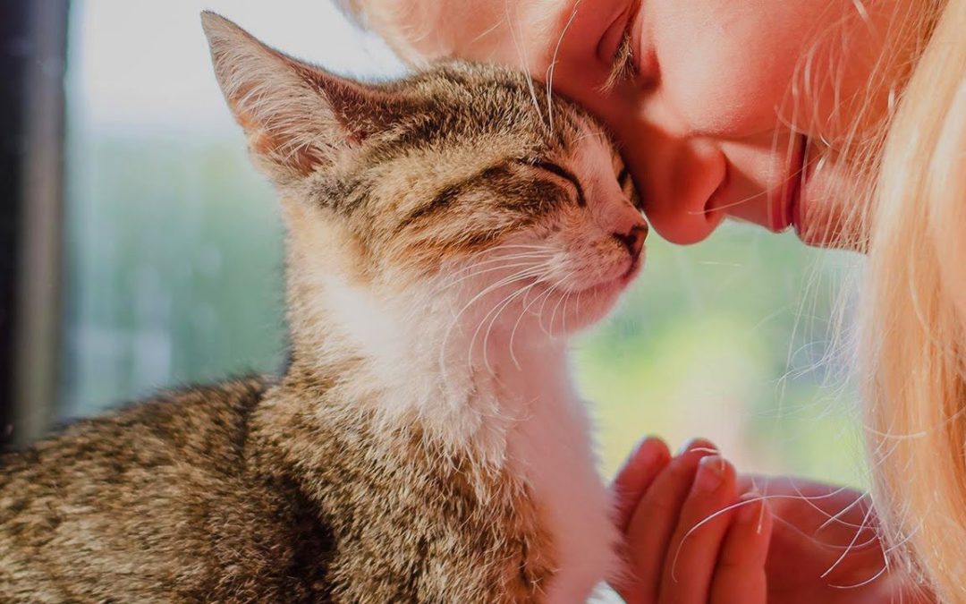 Est-ce que les chats sont vraiment attachés à leur maître ?