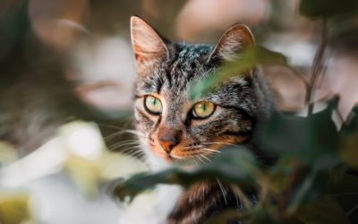 La signification spirituelle d’un chat qui vient chez vous : tout ce que vous devez savoir