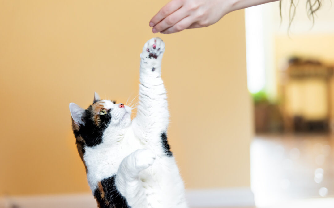 Comment régler un problème d’agressivité chez votre chat ?
