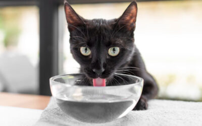 Quelle eau donner à un chat atteint d’insuffisance rénale ?