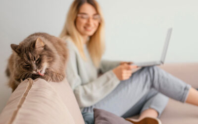 Quelle surface minimale pour un chat en appartement ?