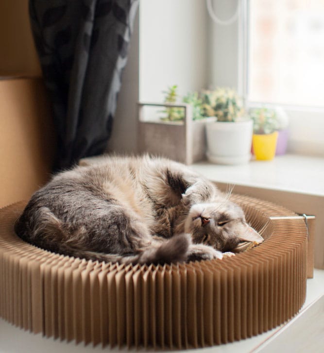 espace optimal pour un chat en appartement