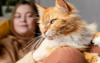 Mon chat me colle, suis-je malade ? Ce que dit son comportement