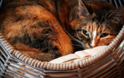 Position chat qui souffre : 6 signes pour reconnaître la douleur chez votre chat