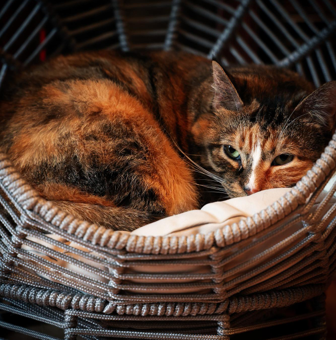 Position chat qui souffre : 6 signes pour reconnaître la douleur chez votre chat
