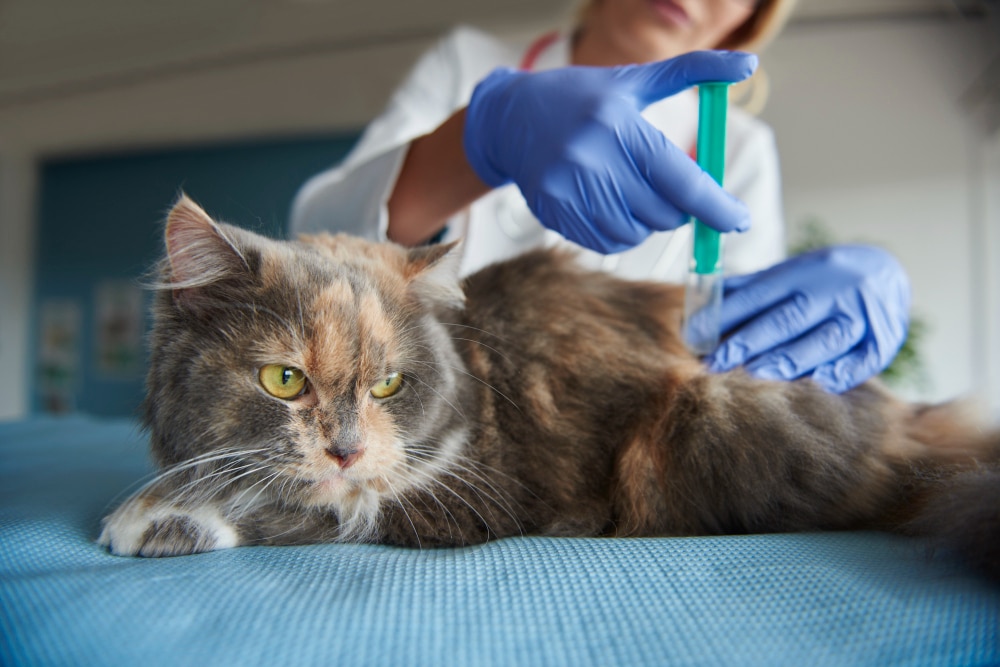 La cortisone chez les chats : ce qu'il faut savoir