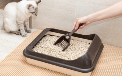 Comment choisir la litière de votre chat : Comparaison, odeurs et entretien