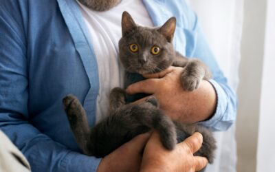 Les raisons pour lesquelles votre chat miaule quand vous le portez